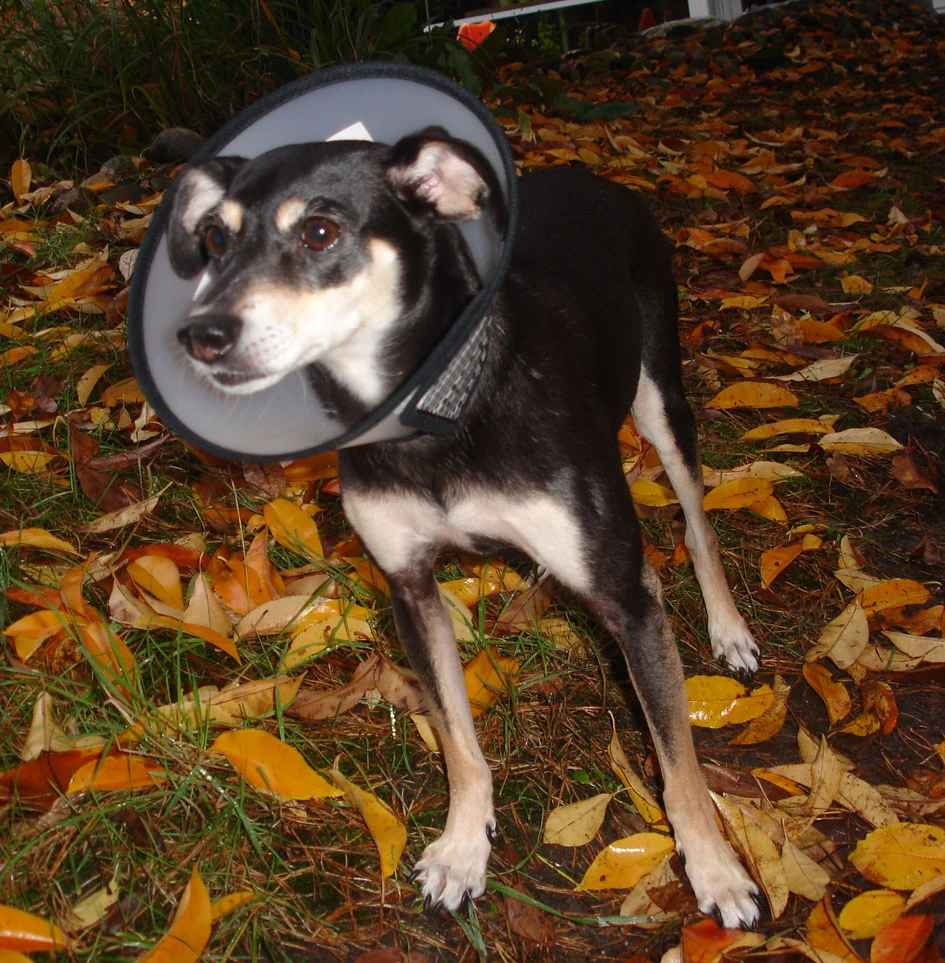 Flamingo Carcan Capo 31,5cm 7 Flamingo Carcan Capo 31,5cm – Image 7