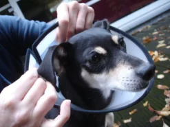 Flamingo Carcan Capo 38,5cm -Magasin De Fournitures Pour Animaux Et Chiens De Qualité ab52d58ec1c7dcb55539e95597d9aa4db2bd9831d7666a9f69302590f67bae73