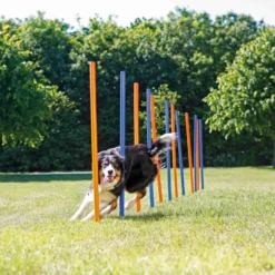 Trixie Slalom Fun Agility -Magasin De Fournitures Pour Animaux Et Chiens De Qualité c8ffba6fe2234f9a2ecbea207a5512fdab14d9c2e10fbfc25e52cf70efb4f2a8