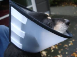 Flamingo Carcan Capo 38,5cm -Magasin De Fournitures Pour Animaux Et Chiens De Qualité cbf5d4f40c64dfaa118e270f29c6a90a62a4dafbd6dcb54997f8935169c66b18