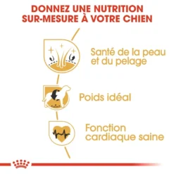 Royal Canin Cocker Adult Pour Chien 12kg -Magasin De Fournitures Pour Animaux Et Chiens De Qualité royal canin cocker adult cocker 2 1