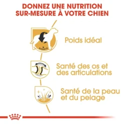 Royal Canin Labrador Retriever Adult Pour Chien 12kg -Magasin De Fournitures Pour Animaux Et Chiens De Qualité royal canin labrador retriever adult croquettes pour chien labrador retriever adulte 2