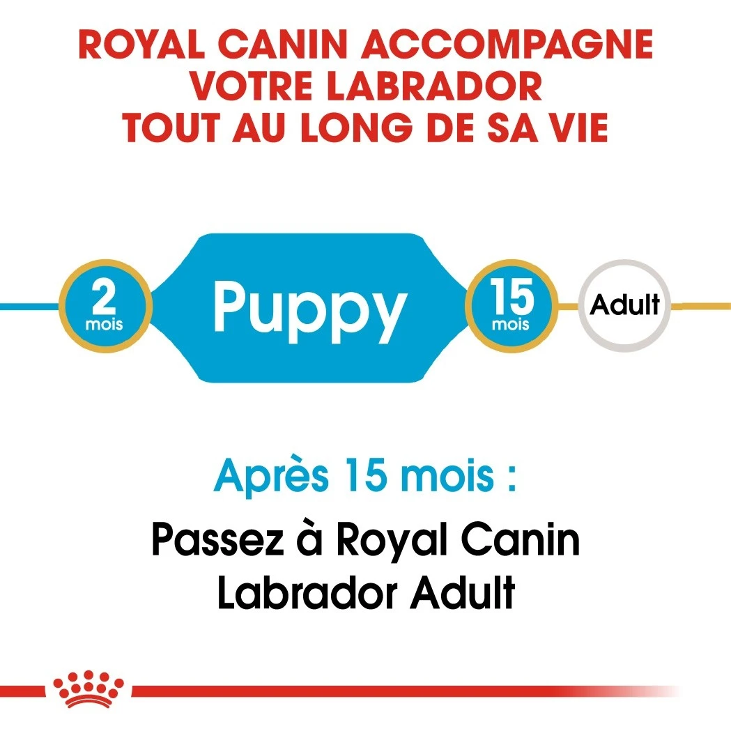 Royal Canin Labrador Retriever Chiot Pour Chien 12kg 4 Royal Canin Labrador Retriever Chiot Pour Chien 12kg – Image 4