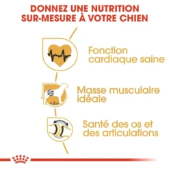 Royal Canin Rottweiler Adult Pour Chien 12kg -Magasin De Fournitures Pour Animaux Et Chiens De Qualité royal canin rottweiler adult rottweiler 2