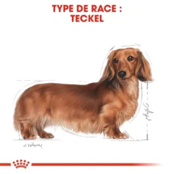 Royal Canin Teckel Adult Pour Chien 7,5kg -Magasin De Fournitures Pour Animaux Et Chiens De Qualité royal canin teckel adult dachshund teckel dachshund 3