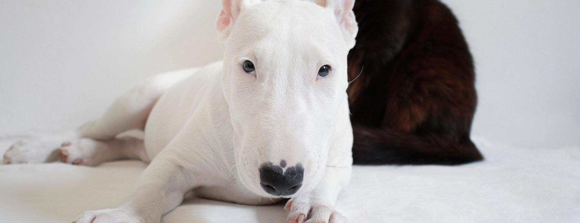 Magasin De Fournitures Pour Animaux Et Chiens De Qualité -Magasin De Fournitures Pour Animaux Et Chiens De Qualité dog 7174266 1920