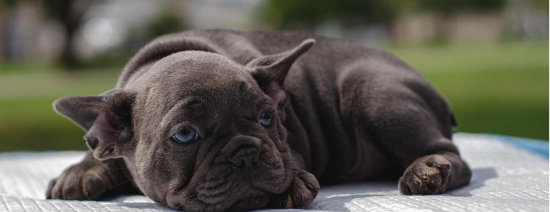 Magasin De Fournitures Pour Animaux Et Chiens De Qualité -Magasin De Fournitures Pour Animaux Et Chiens De Qualité dog 7236774 1920